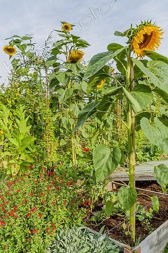 Biosphoto | 2139904 | Sunflower 'Mammoth', Helianthus annuus 'Mammoth', Giant sunflower | &copy; Alain Kubacsi / Biosphoto