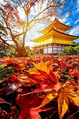 Biosphoto | 2102510 | Sunset in the Kinkakuji temple, Kyoto, Japan | &copy; Vincent Marion / Biosphoto