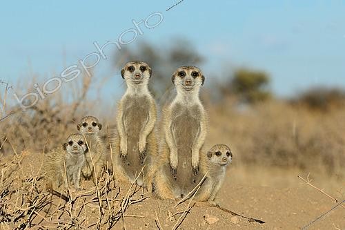 Biosphoto | 2622878 | Suricates (suricata suricatta). Namibie | &copy; Michel Bureau / Biosphoto