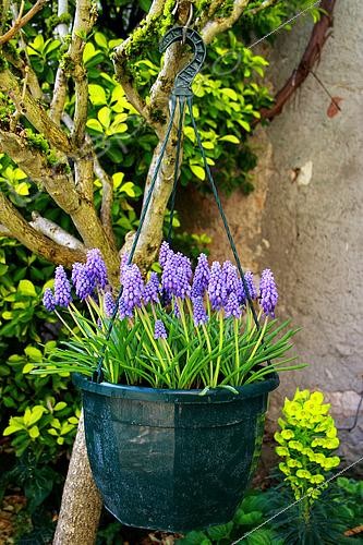 Biosphoto | 2456013 | Suspension of Muscari in bloom in springtime | &copy; Lamontagne / Biosphoto