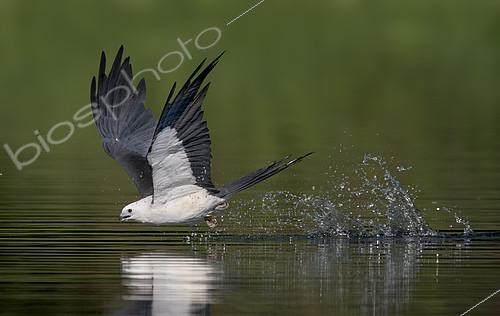 Biosphoto | 2408652 | Swallow-tailed Kite (Elanoides forficatus) drinking in flight, Florida, USA | &copy; Alan Murphy / BIA / Biosphoto