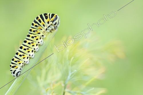 Biosphoto | 1461802 | Swallowtail caterpillar eating a stem of dill Allier France ; The Dill is the host plant of the butterfly.  | &copy; Monique Morin / Biosphoto