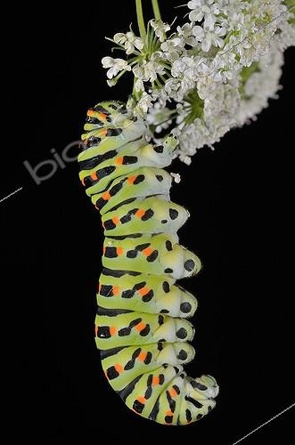 Biosphoto | 1880593 | Swallowtail caterpillar on umbelon black background  | &copy; Georges Lopez / Biosphoto