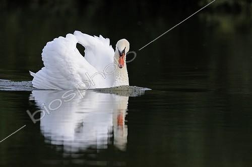 Biosphoto | 1443271 | Swan swimming and its reflection France  | &copy; Dominique Delfino / Biosphoto
