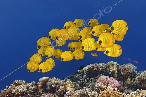 Biosphoto | 2452702 | Swarm Bluecheek butterflyfishes (Chaetodon semilarvatus), Red Sea, Egypt, Africa | &copy; Norbert Probst / imageBROKER / Biosphoto