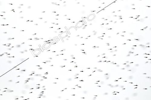 Biosphoto | 894711 | Swarm of mosquitoes Le Teich Bassin d'Arcachon Aquitaine | &copy; Roger Dauriac / Biosphoto