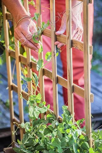 Biosphoto | 2445153 | Sweat pea training (Pisum sativum) climbing on a support, Mini vegetable garden | &copy; Jean-Michel Groult / Biosphoto