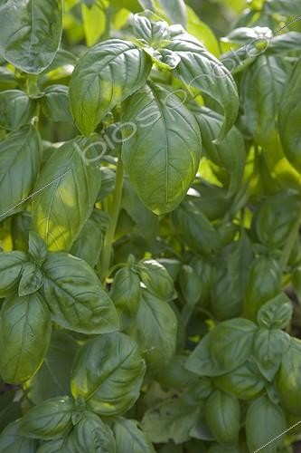 Biosphoto | 1185772 | Sweet basil 'Grand Vert' in an organic kitchen garden | &copy; NouN / Biosphoto