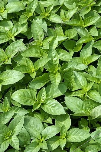 Biosphoto | 1807240 | Sweet basil 'Marseillais' in a garden | &copy; DIGIT images / Biosphoto