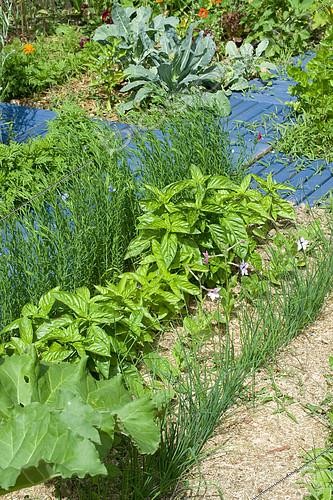 Biosphoto | 2142524 | Sweet basil (Ocimum basilicum) and Chive (Allium schoenoprasum) in a flowered vegetable garden | &copy; Frédéric Didillon / Biosphoto