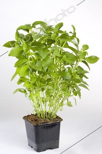 Biosphoto | 545563 | Sweet Basil pot on a white background | &copy; John S. Sutton / Green Eye / Biosphoto