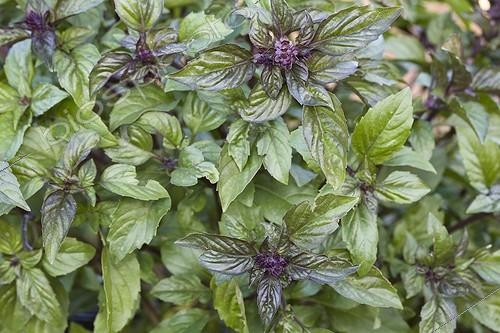 Biosphoto | 551736 | Sweet basil 'Réglisse' at the garden La ferme aux basilics | &copy; Frédérique Bidault / Biosphoto