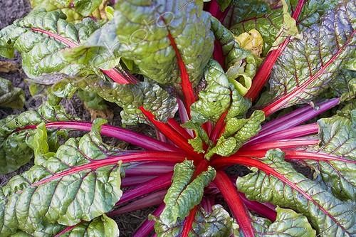 Biosphoto | 617771 | Swiss chard or in a vegetable garden | &copy; Claudius Thiriet / Biosphoto