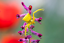 Biosphoto | 2621768 | Swollen crab spider (Thomisus onustus) on flowers of drug fumitory (Fumaria officinalis), Massargues, municipality of Orgnac-l'Aven, Ardèche, France. | &copy; Stéphane Vitzthum / Biosphoto