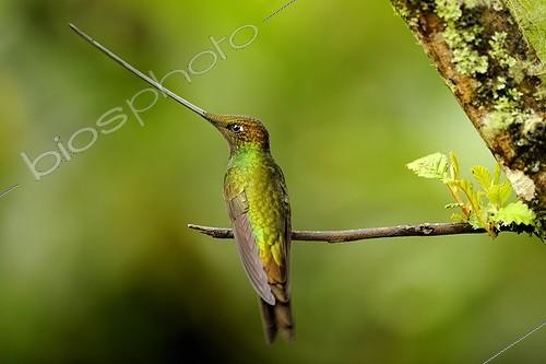 Biosphoto | 1469983 | Sword-billed Hummingbird male on a branch Ecuador | &copy; Claude Thouvenin / Biosphoto