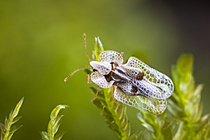 Biosphoto | 2621185 | Sycamore lace bug (Corythucha ciliata) is a bug that hides in winter under the bark of maple-leaved plane trees (Platanus x hispanica hybrid), France. | &copy; Stéphane Vitzthum / Biosphoto