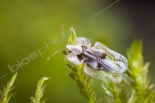 Biosphoto | 2621185 | Sycamore lace bug (Corythucha ciliata) is a bug that hides in winter under the bark of maple-leaved plane trees (Platanus x hispanica hybrid), France. | &copy; Stéphane Vitzthum / Biosphoto
