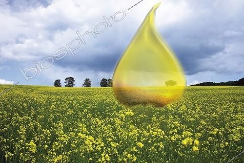 Biosphoto | 1448778 | Symbolic picture for canola oil, alternative energy source (composing shot) | &copy; Creativ Studio Heinemann / imageBROKER / Biosphoto