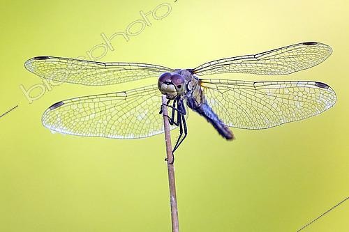 Biosphoto | 2615410 | Sympétrum commun (Sympetrum vulgatum) sur une tige, Etang de Rochegaudon, Chaillac, Indre, Centre-Val de Loire, France | &copy; Yves Noto Campanella / Biosphoto