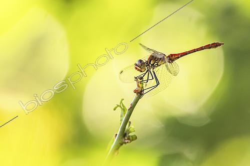 Biosphoto | 2619737 | Sympetrum rouge sang (Sympetrum sanguineum) à proximité d'une mare au début de l'été, Auvergne, France | &copy; Monique Morin / Biosphoto