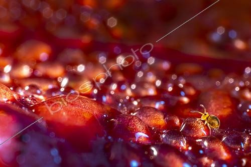 Biosphoto | 2621392 | Symphypleona springtail (Entomobrya intermedia) on water droplets, Chevinay, Rhône, France. | &copy; Philippe Lebeaux / Biosphoto