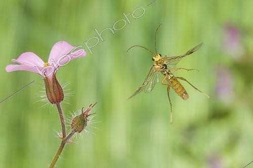 Biosphoto | 912396 | Symphyte flying France | &copy; Joël Héras / Biosphoto