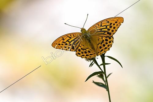 Biosphoto | 2626483 | Tabac d'Espagne (Argynnis paphia) sur une fleur de Centaurée (Centaurée sp), Auvergne, France | &copy; Monique Morin / Biosphoto