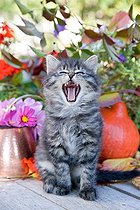 Biosphoto | 989956 | Tabby kitten sitting in front of a copper pot and flowers France  | &copy; Bruno Mathieu / Biosphoto