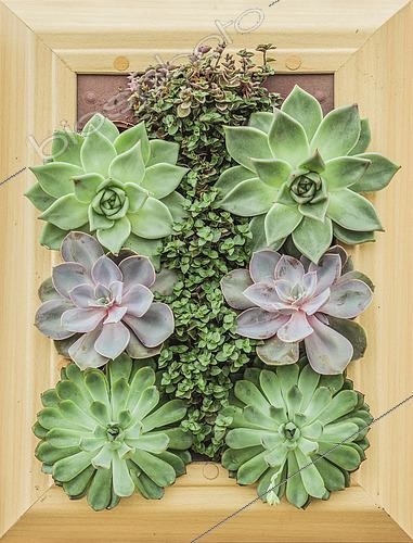 Biosphoto | 2452520 | Tableau végétal d'intérieur avec Echevérias (Echeveria sp). | &copy; Jean-Michel Groult / Biosphoto