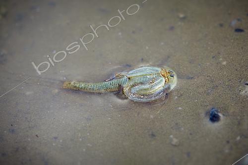 Biosphoto | 2082598 | Tadpole shrimp (Triops cancriformis), Najd Plateau, Saudi Arabia | &copy; Olivier Couppey / Biosphoto