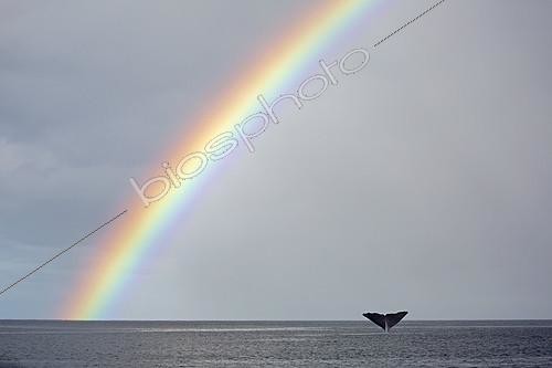 Biosphoto | 2096382 | Tail of a sperm whale diving under the rainbow (Physeter macrocephalus), Vulnerable (IUCN), Dominica, Caribbean Sea, Atlantic Ocean. Digital composed. | &copy; Franco Banfi / Biosphoto
