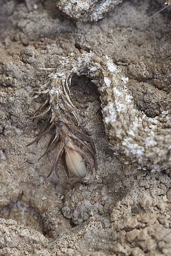 Biosphoto | 2088547 | Tail of Spider-tailed horned viper (Pseudocerastes urarachnoides), Zagros Mountains, Ilam Province, Iran | &copy; Frank Deschandol & Philippe Sabine / Biosphoto