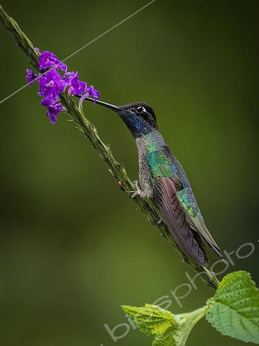 Biosphoto | 2608628 | Talamanca Hummingbird (Eugenes fulgens) , male in territorial display, Chiriqui Highlands, Panama | &copy; Ignacio Yufera / Biosphoto