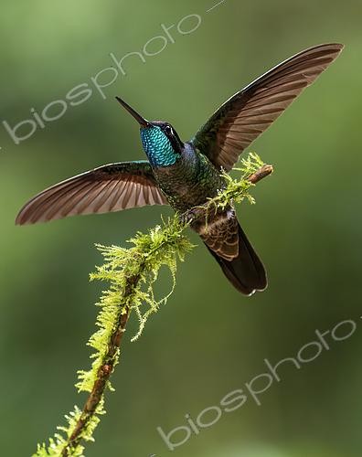 Biosphoto | 2608629 | Talamanca Hummingbird (Eugenes fulgens) , male in territorial display, Chiriqui Highlands, Panama | &copy; Ignacio Yufera / Biosphoto