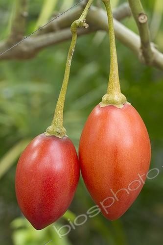Biosphoto | 2076468 | Tamarillo (Solanum betaceum), Fruits | &copy; Frédéric Tournay / Biosphoto