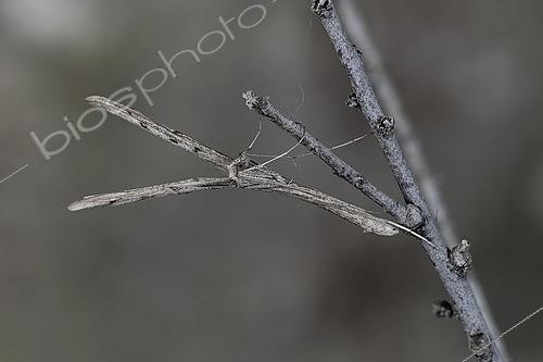 Biosphoto | 2544466 | Tamarisk plume (Agdistis tamaricis), Perfectly mimetic Imago at rest on a tamarisk branch, Plérin, Brittany, France | &copy; Dominique Halleux / Biosphoto