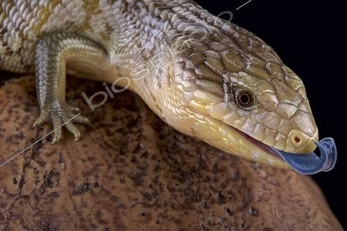 Biosphoto | 2064091 | Tanimbar blue tongue skink (Tiliqua scincoides chimaerea), Tanimbar islands, Indonesia | &copy; Matthijs Kuijpers / Biosphoto