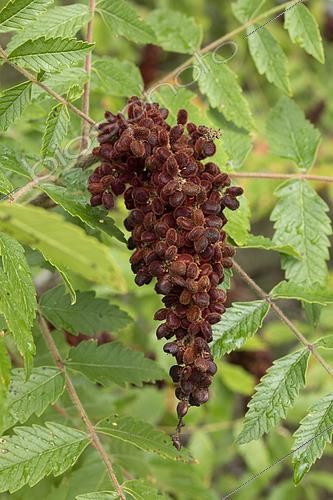Biosphoto | 2551149 | Tanner's sumach (Rhus coriaria), fruits | &copy; Frédéric Tournay / Biosphoto