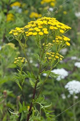 Biosphoto | 2076175 | Tansy (Tanacetum vulgare) in a flowered meadow | &copy; Frédéric Tournay / Biosphoto