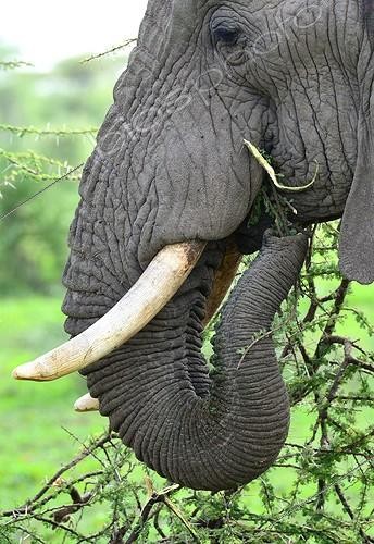 Biosphoto | 2057157 | Tanzania. Ngorongoro Conservation Area. Ndutu. Elephant feeding on an acacia tree. | &copy; Antoine Lorgnier / Biosphoto