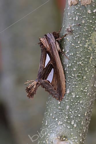 Biosphoto | 2458187 | Tarsolepis (Tarsolepis sommeri), on a branch, Kinabalu NP, Borneo, Malaisie | &copy; Frank Deschandol & Philippe Sabine / Biosphoto