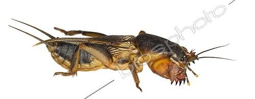 Biosphoto | 589232 | Taupe or Courtillère-cricket ;   | &copy; Claudius Thiriet / Biosphoto