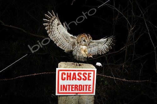 Biosphoto | 755190 | Tawny owl catching a mouse on a picket Normandie France | &copy; Fabrice Simon / Biosphoto