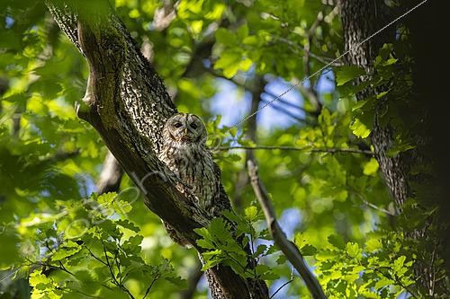 Biosphoto | 2626071 | Tawny owl (Strix aluco) in an oak tree, France. | &copy; Franck Fouquet / Biosphoto
