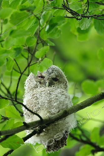 Biosphoto | 2124617 | Tawny Owl (Strix aluco) young on a banche, Ardenne, Belgium | &copy; Christian Cabron / Biosphoto