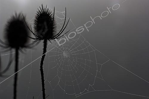 Biosphoto | 182409 | Teasels and cobweb in the fog Corrèze | &copy; Roger Dauriac / Biosphoto