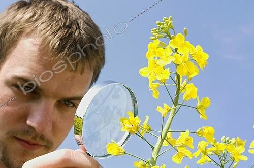 Biosphoto | 154451 | Technicien agricole observant les fleurs de colza à la loupe | &copy; Claudius Thiriet / Biosphoto