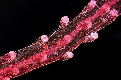 Biosphoto | 564370 | Tentacle of Blue Button by microscopy ; Lighting a black background, magnification x 50<br>Small World Competition (Nikon)<br>Image of Distinction, 2010 | &copy; Christian Gautier / Biosphoto