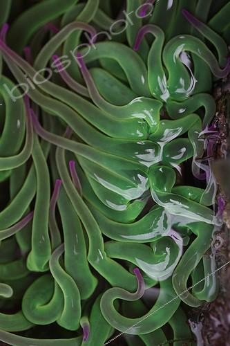Biosphoto | 988958 | Tentacles of Sea Anemone France | &copy; André Pascal / Biosphoto