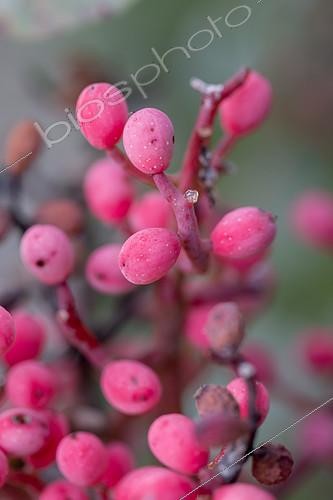 Biosphoto | 2488393 | Terebinth (Pistacia terebinthus) fruits, Gard, France | &copy; Marie Aymerez / Biosphoto
